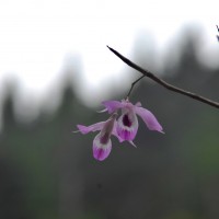 Dendrobium maccarthiae Thwaites